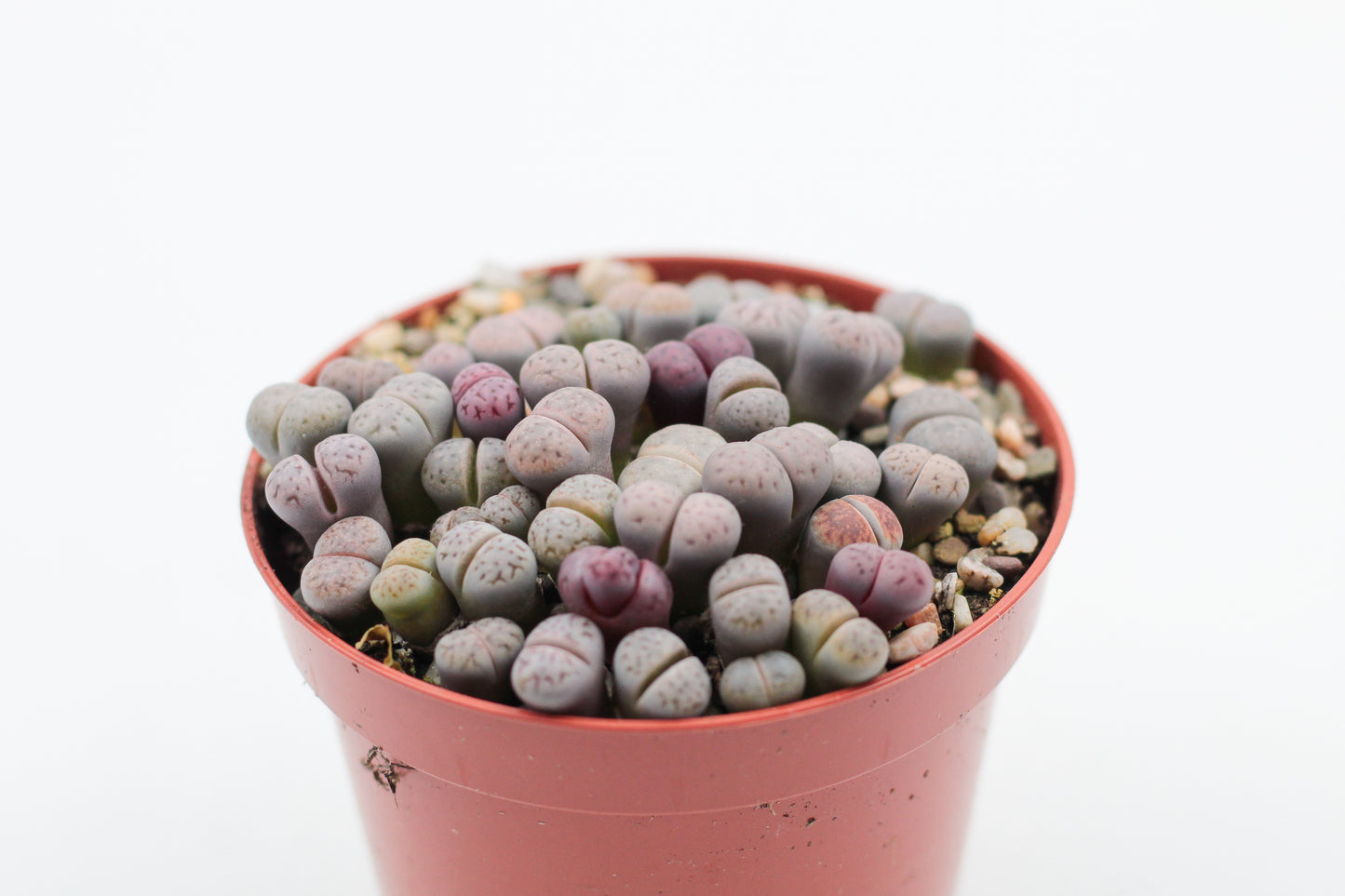 Lithops Karasmontana ssp. eberlanzii 'Purper