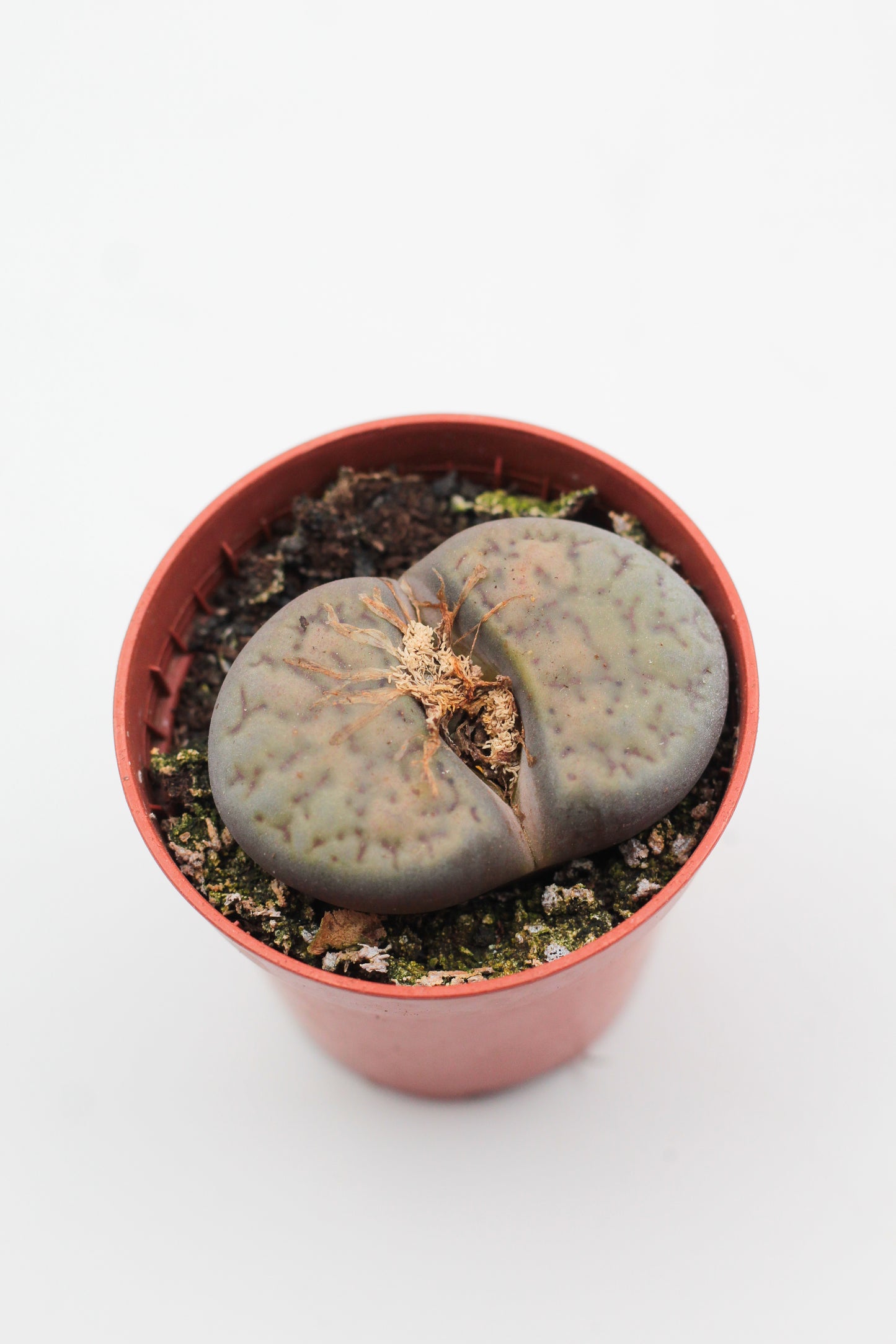 Lithops Schwantesii