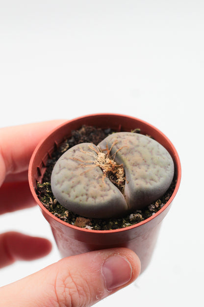 Lithops Schwantesii