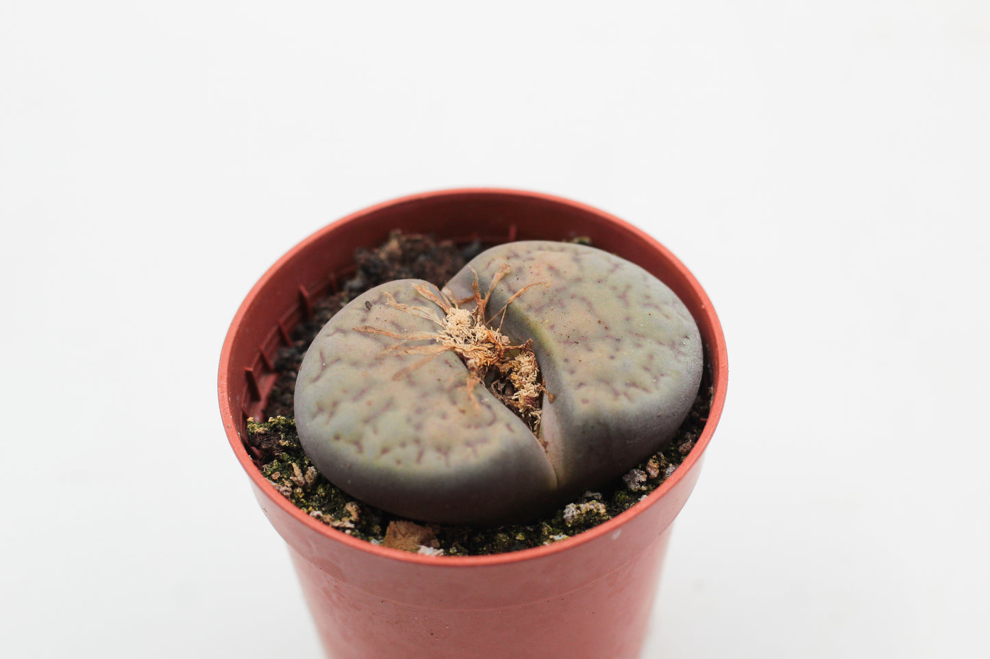 Lithops Schwantesii