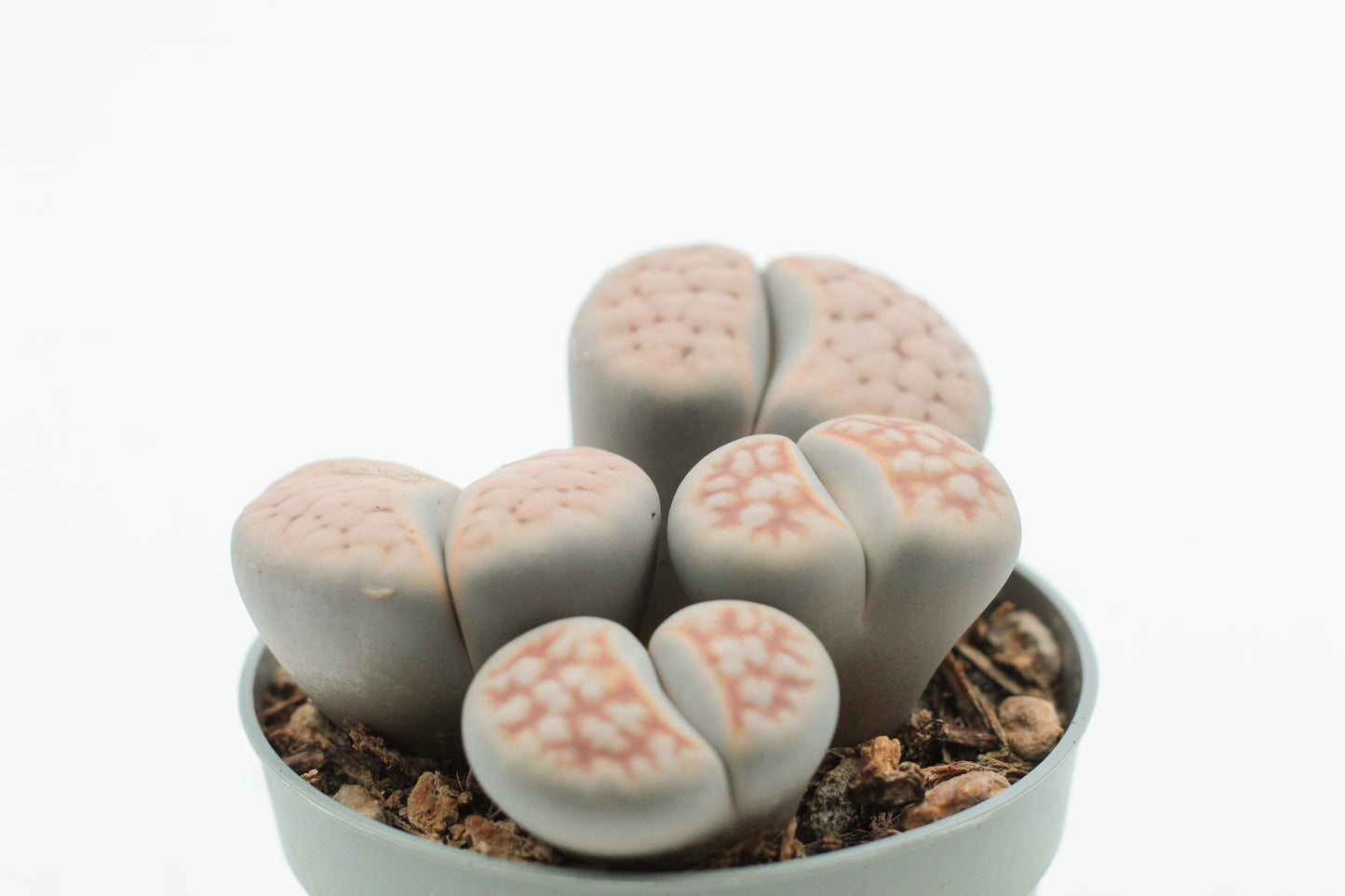 Lithops Karasmontana