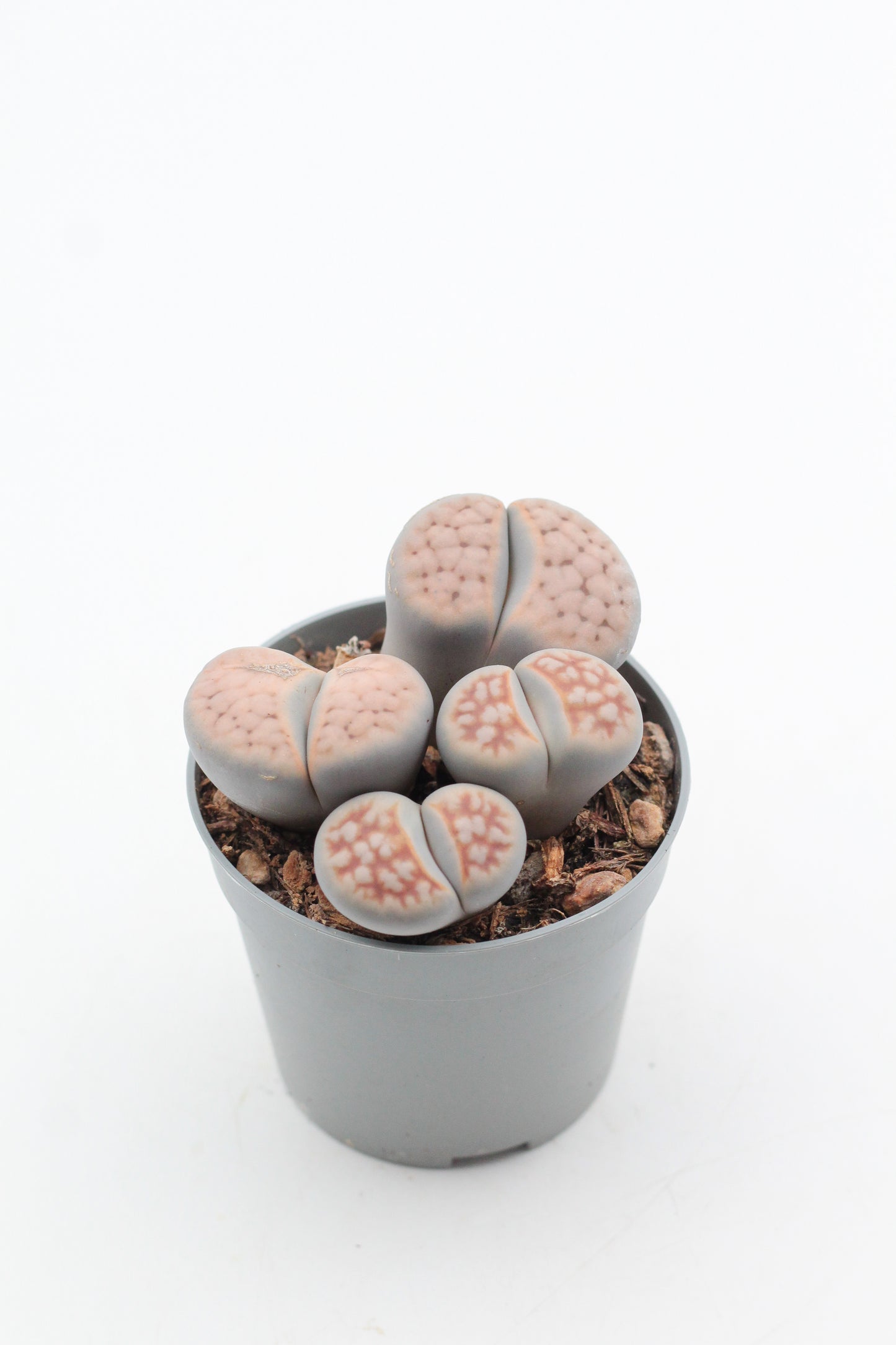 Lithops Karasmontana