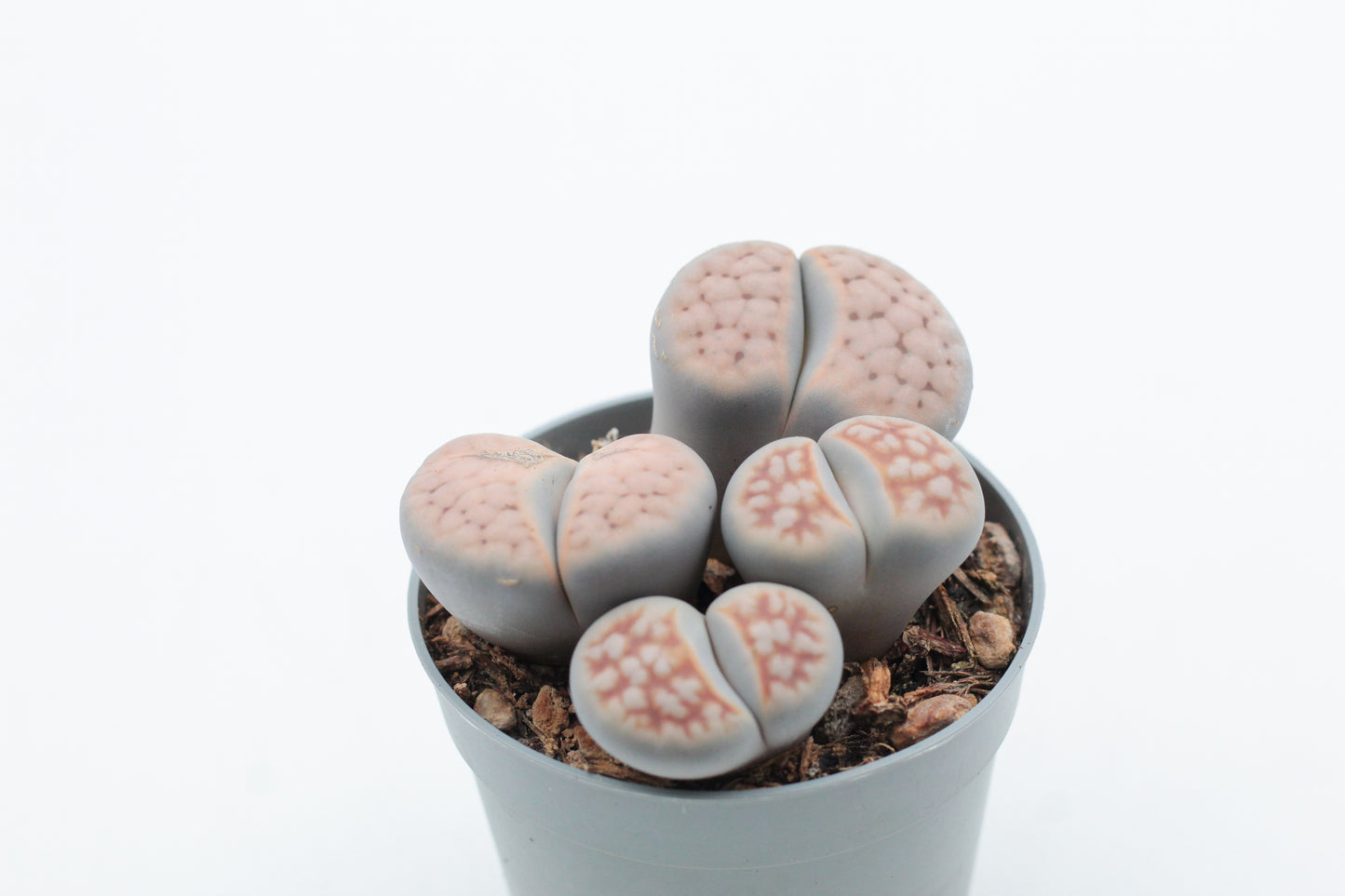 Lithops Karasmontana