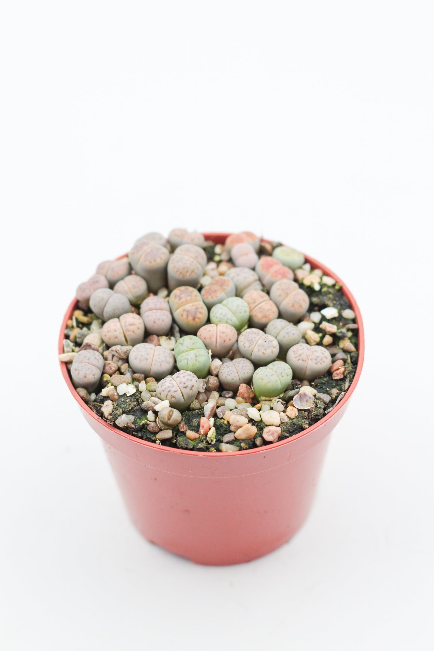 Lithops Karasmontana