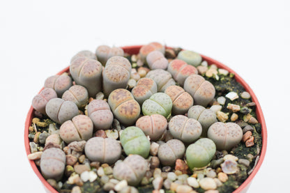 Lithops Karasmontana