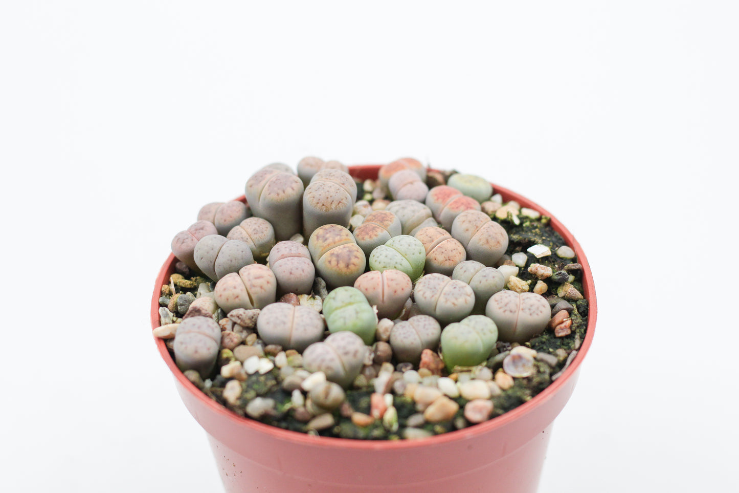 Lithops Karasmontana