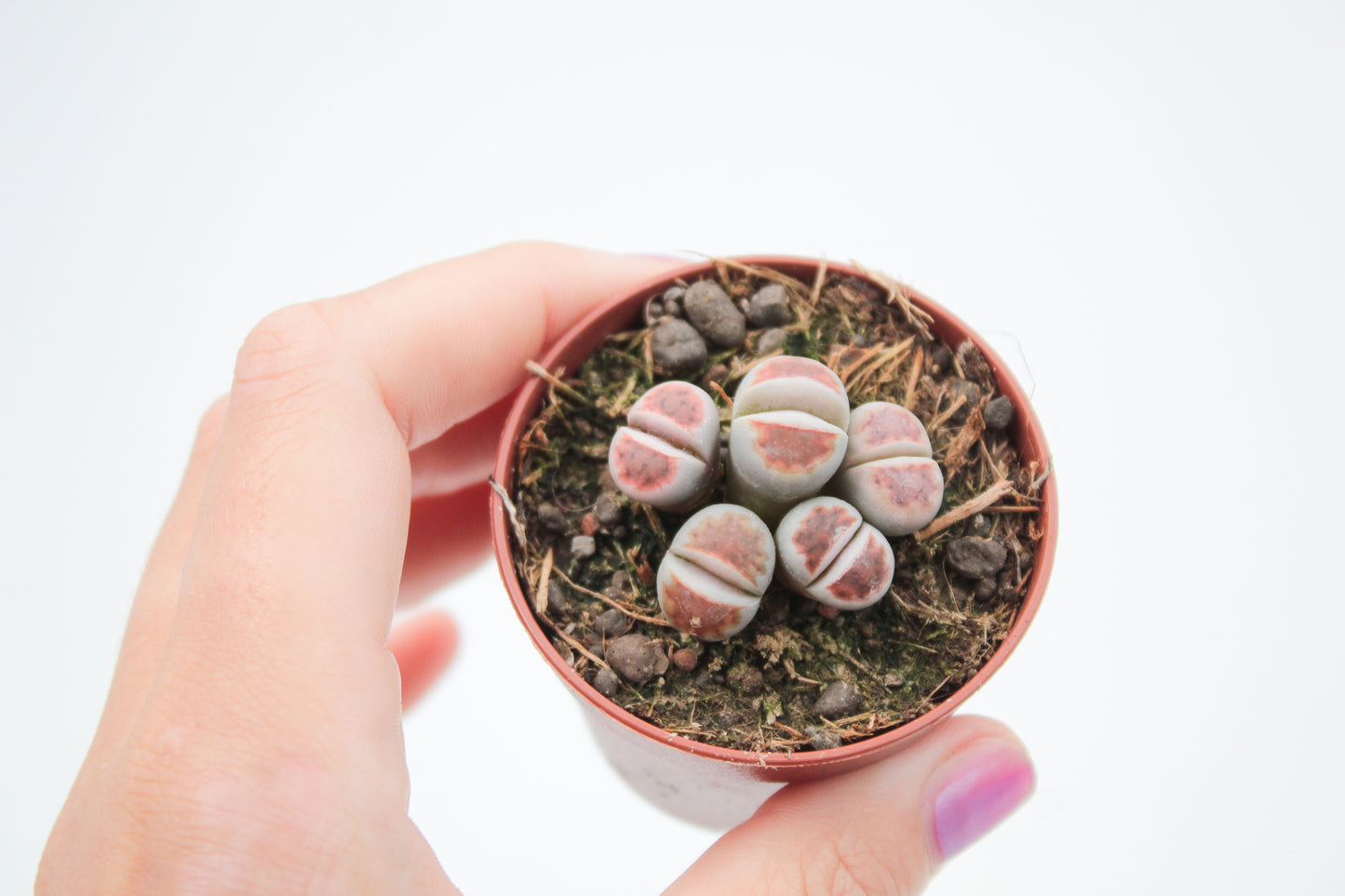 Lithops karasmontana Lateritia "red tops"