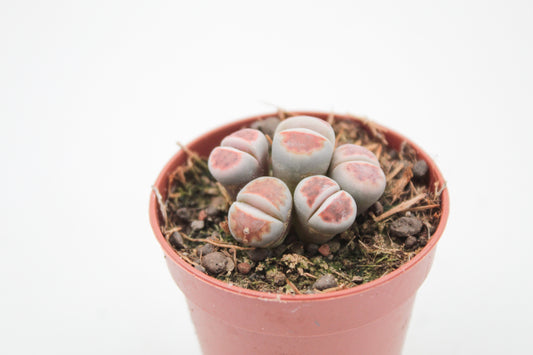 Lithops karasmontana Lateritia "red tops"