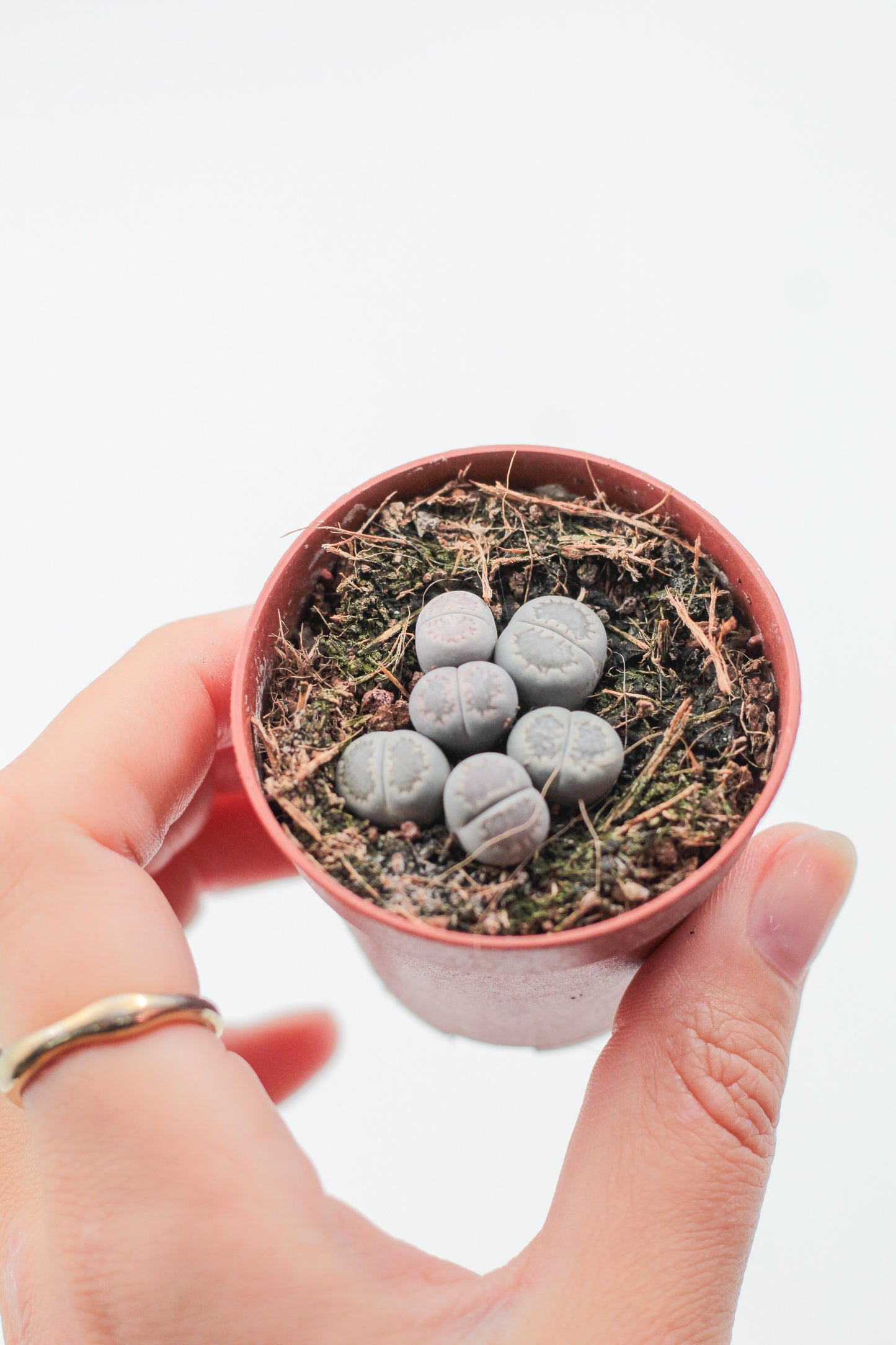 Lithops salicola cluster