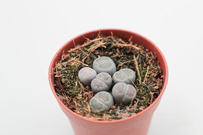 Lithops salicola cluster