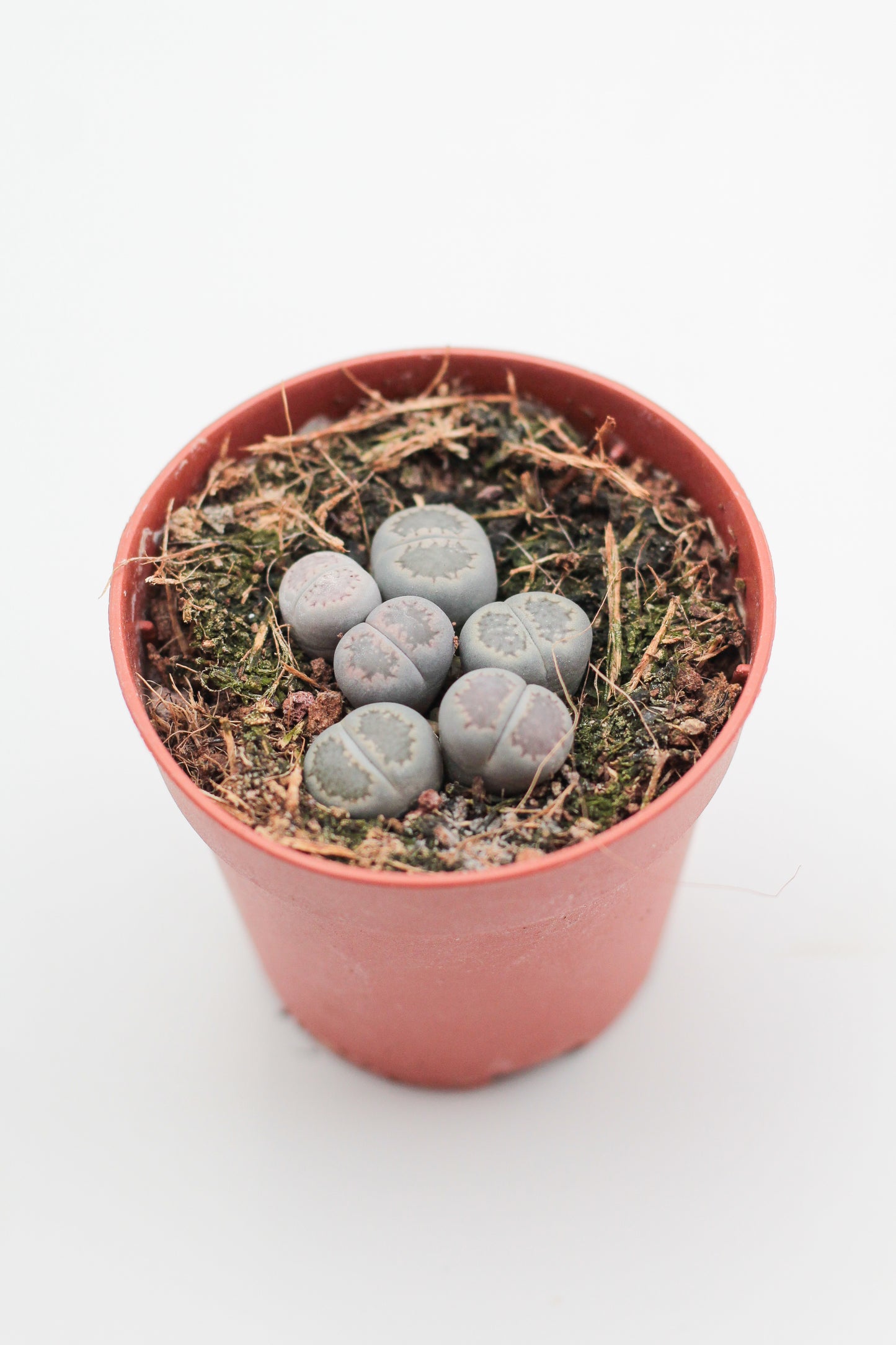 Lithops salicola cluster