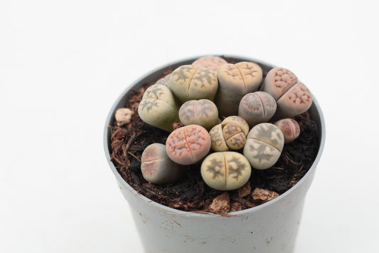 Lithops dorotheae