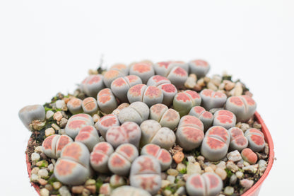 Lithops karasmontana Lateritia "red tops"