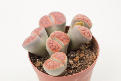 Lithops karasmontana "red tops" BIG DUO