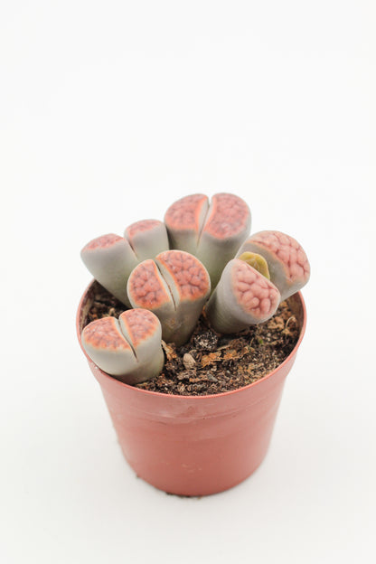 Lithops karasmontana "red tops" BIG DUO