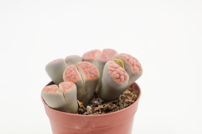 Lithops karasmontana "red tops" BIG DUO