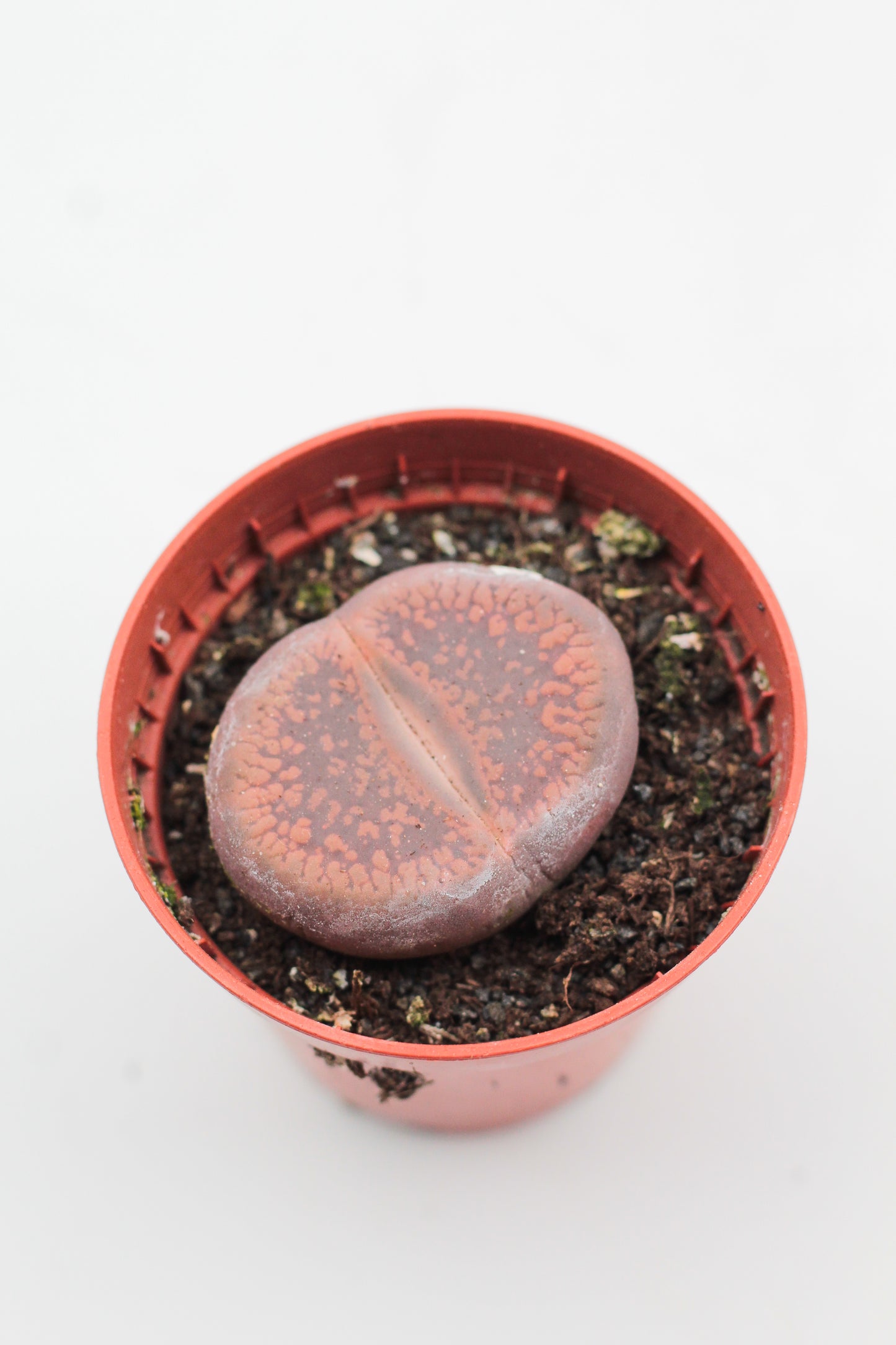 Lithops lesliei ssp. lesliei v. lesliei C 010