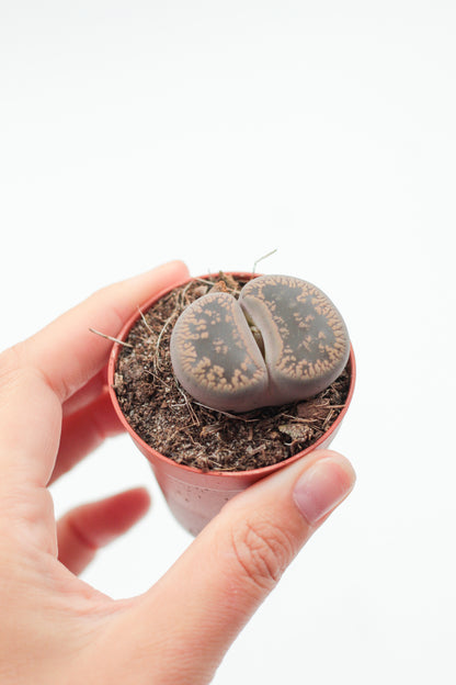 Lithops lesliei ssp. lesliei v. lesliei C 010