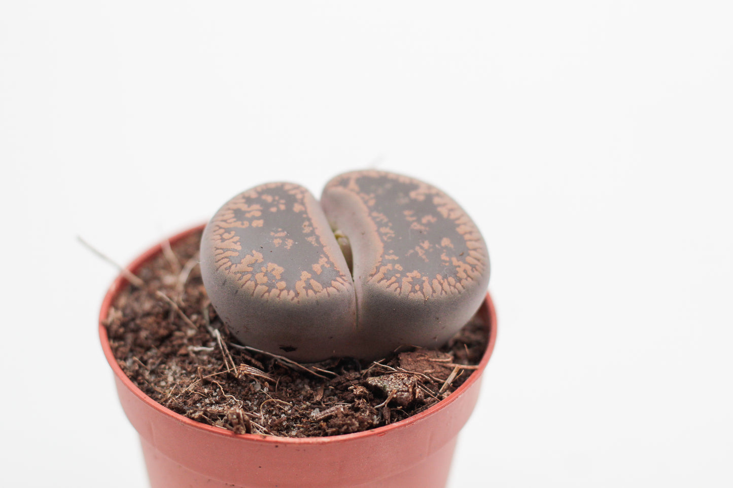 Lithops lesliei ssp. lesliei v. lesliei C 010