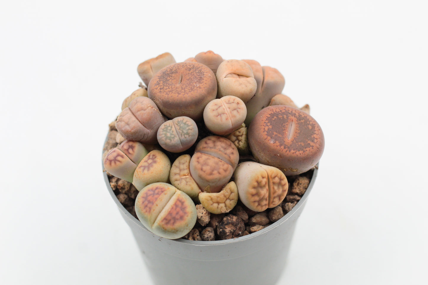 Lithops living pebbles mix cluster