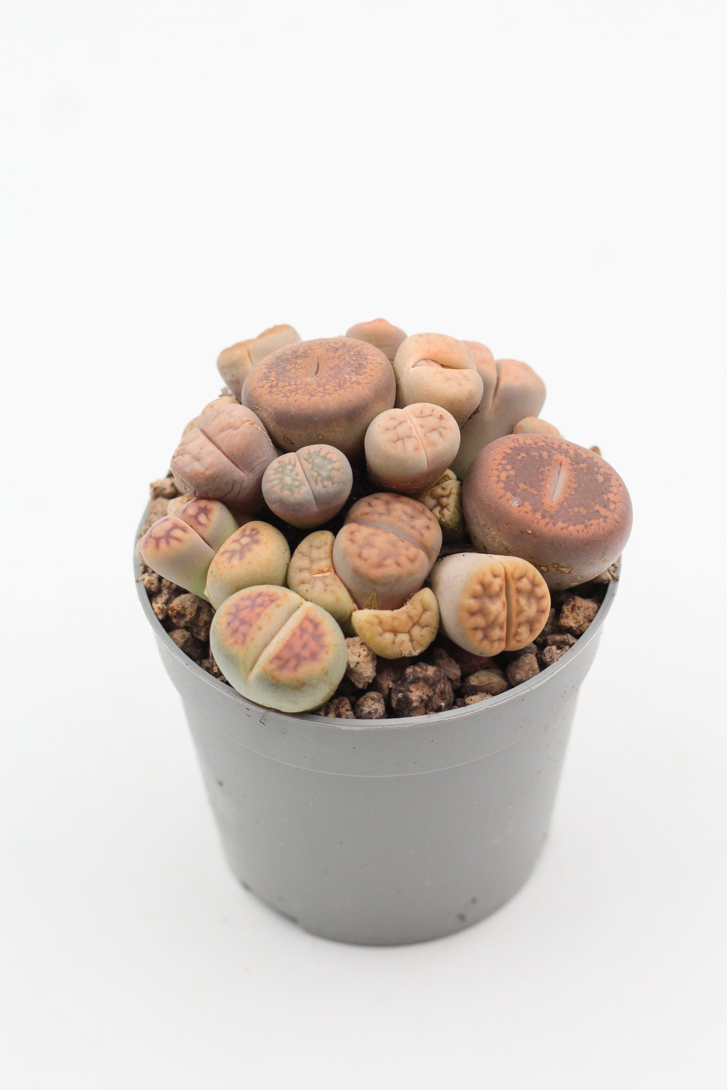 Lithops living pebbles mix cluster