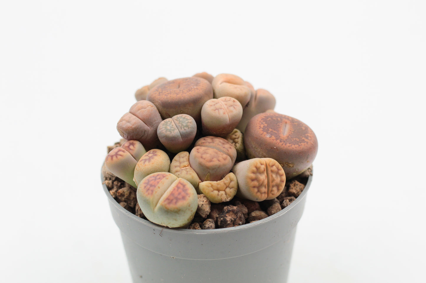 Lithops living pebbles mix cluster