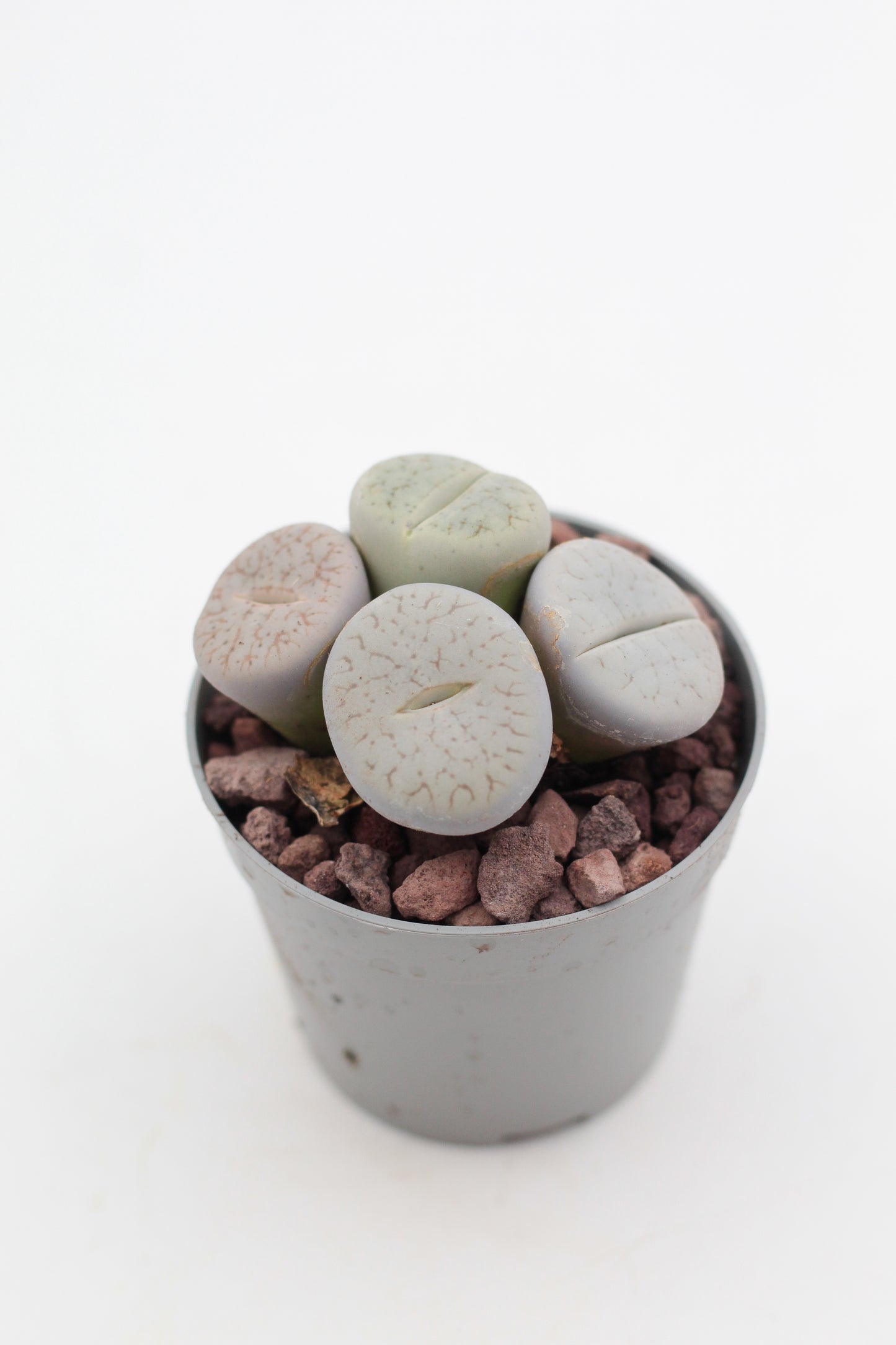 Lithops pseudotruncatella