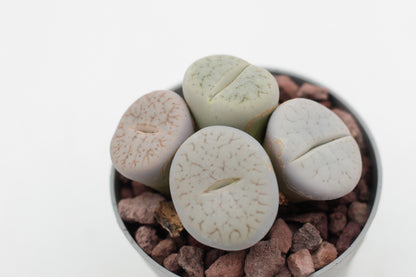 Lithops pseudotruncatella