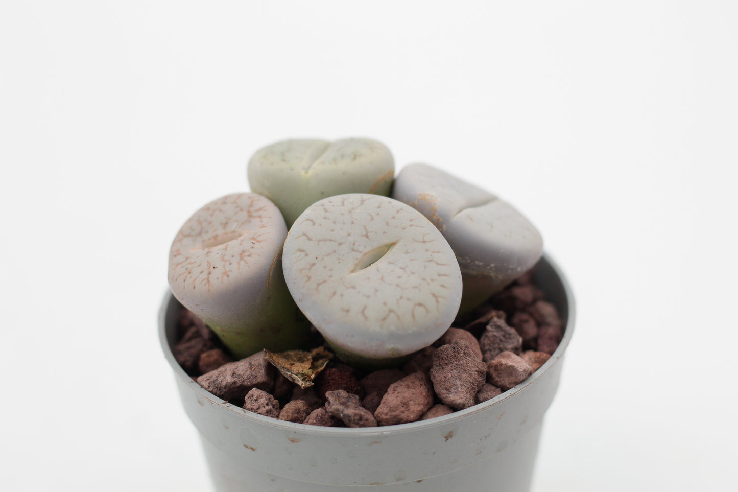 Lithops pseudotruncatella