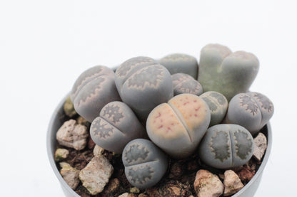 Lithops salicola cluster