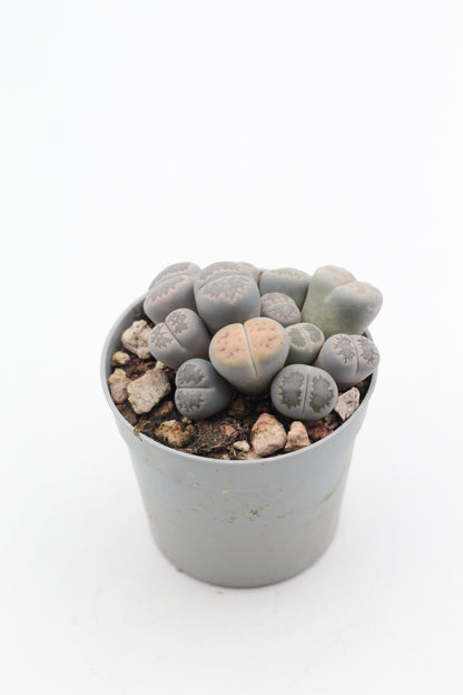 Lithops salicola cluster