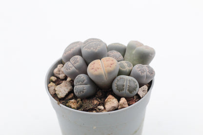 Lithops salicola cluster