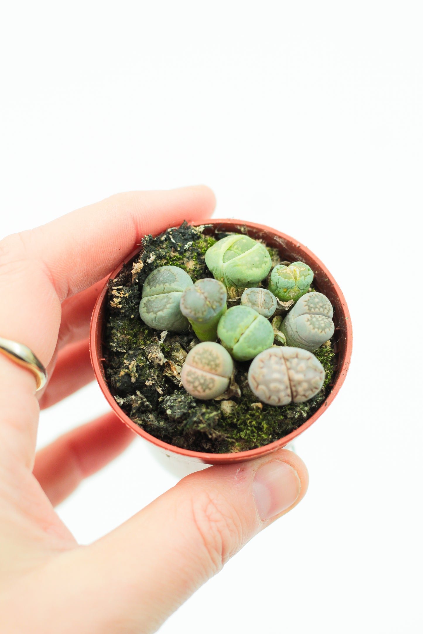 Lithops salicola cluster