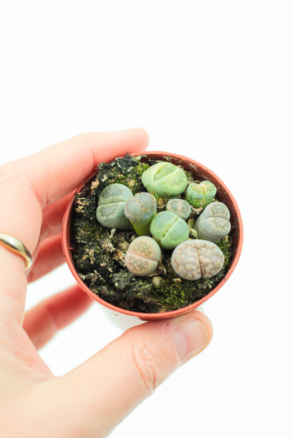 Lithops salicola cluster