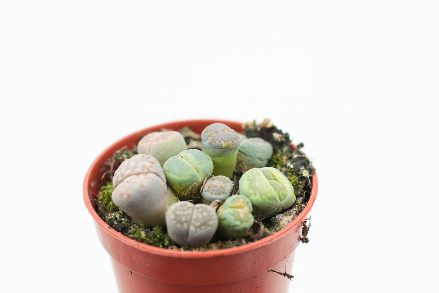 Lithops salicola cluster