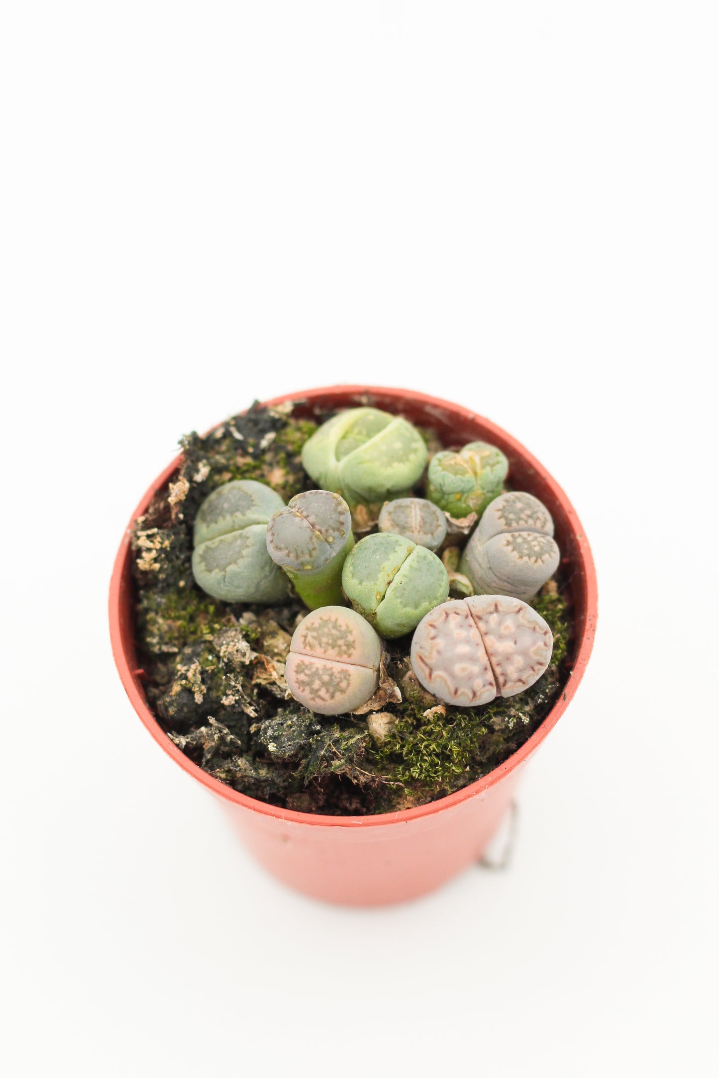 Lithops salicola cluster