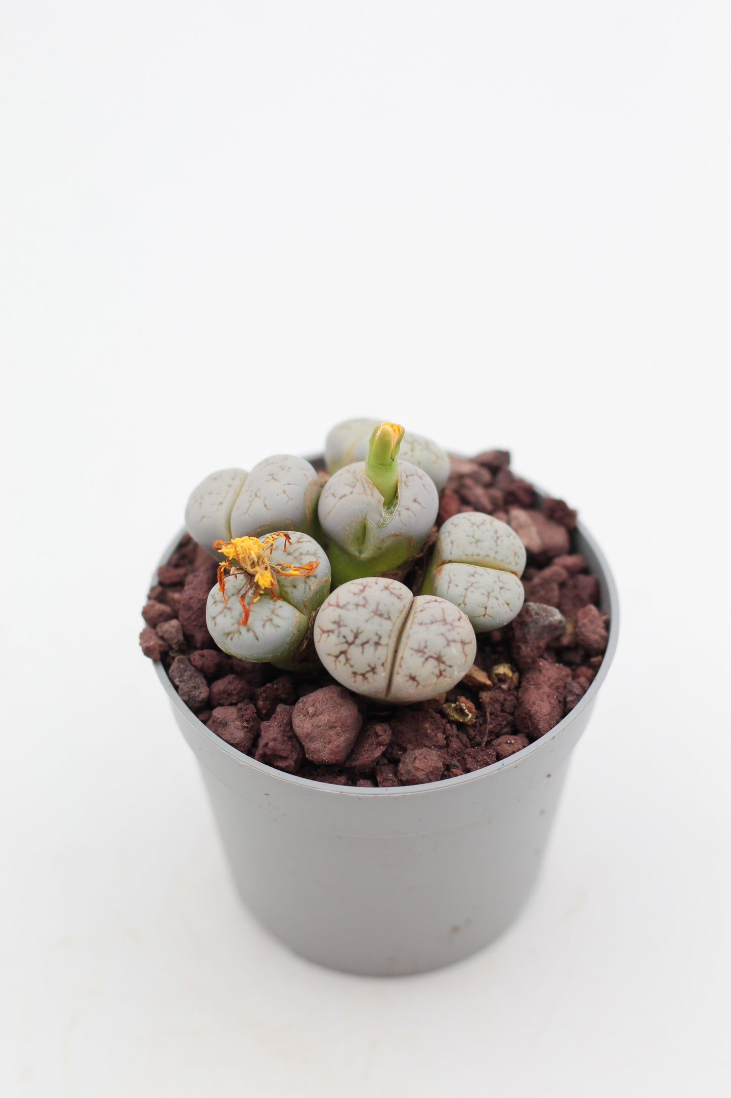 Lithops werneri