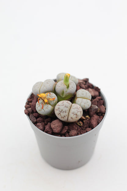 Lithops werneri