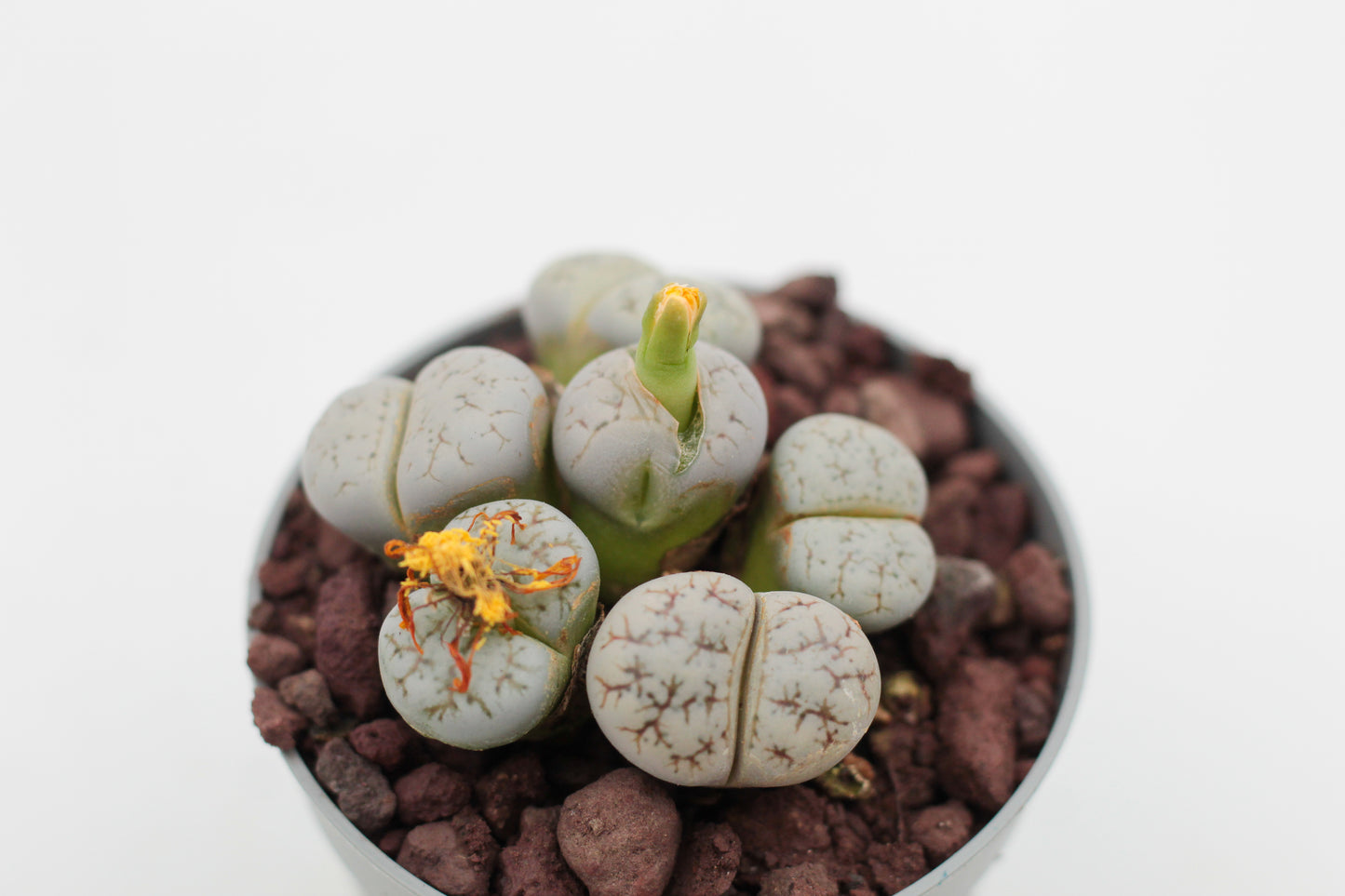 Lithops werneri