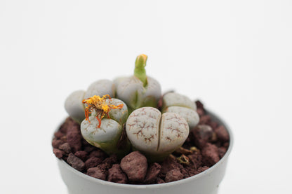 Lithops werneri