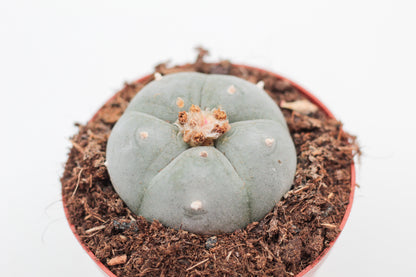 Lophophora Williamsii (PEYOTE CACTUS)