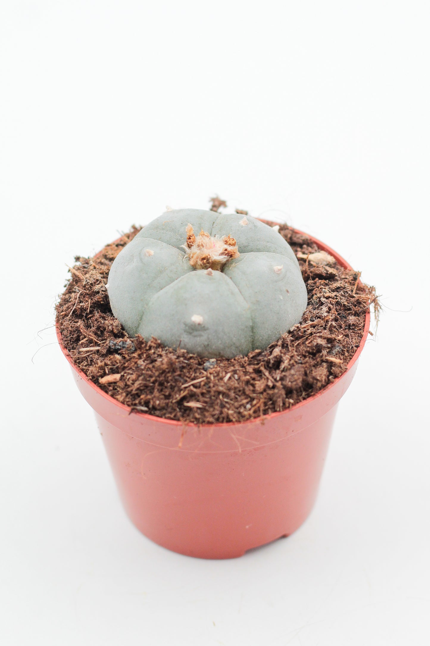 Lophophora Williamsii (PEYOTE CACTUS)