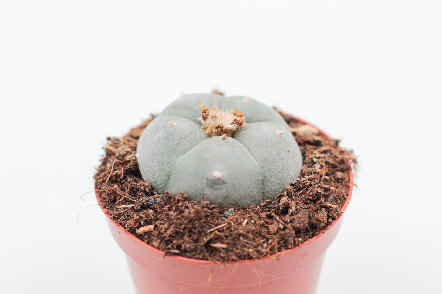 Lophophora Williamsii (PEYOTE CACTUS)