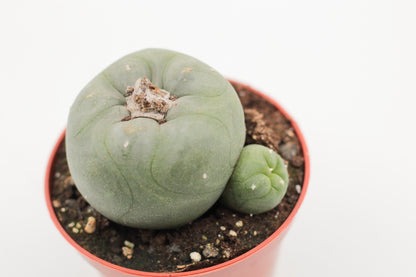 Lophophora diffusa