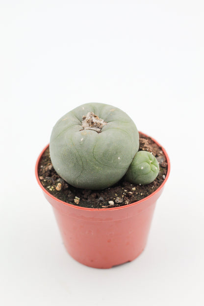 Lophophora diffusa