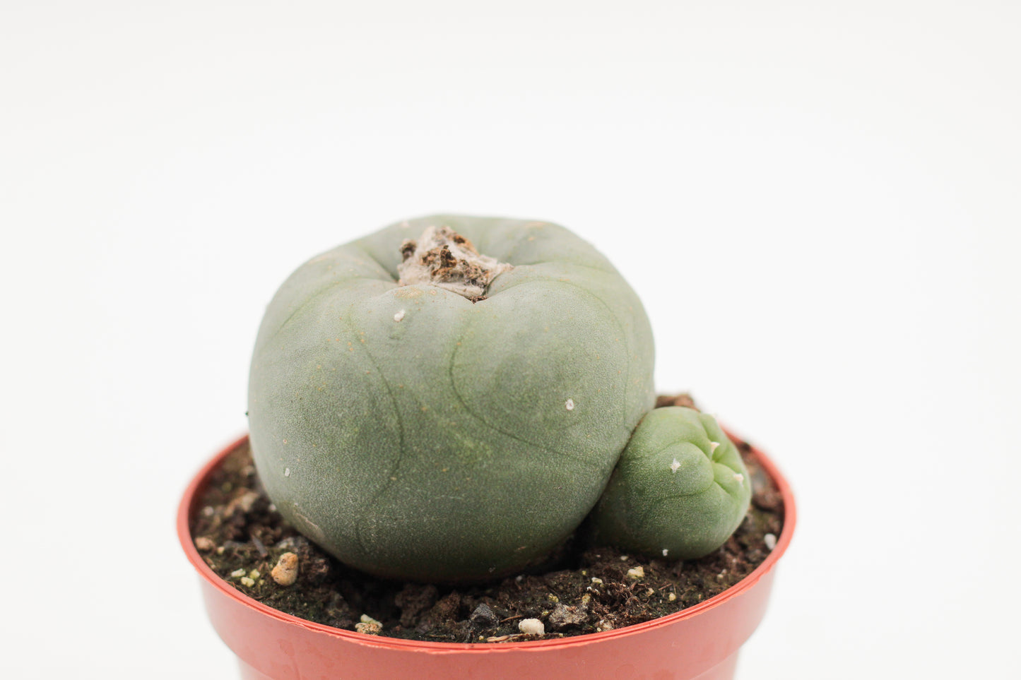 Lophophora diffusa