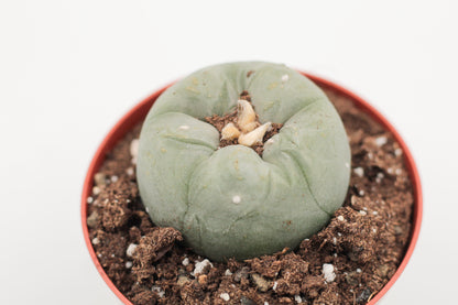 Lophophora diffusa var. kohresii