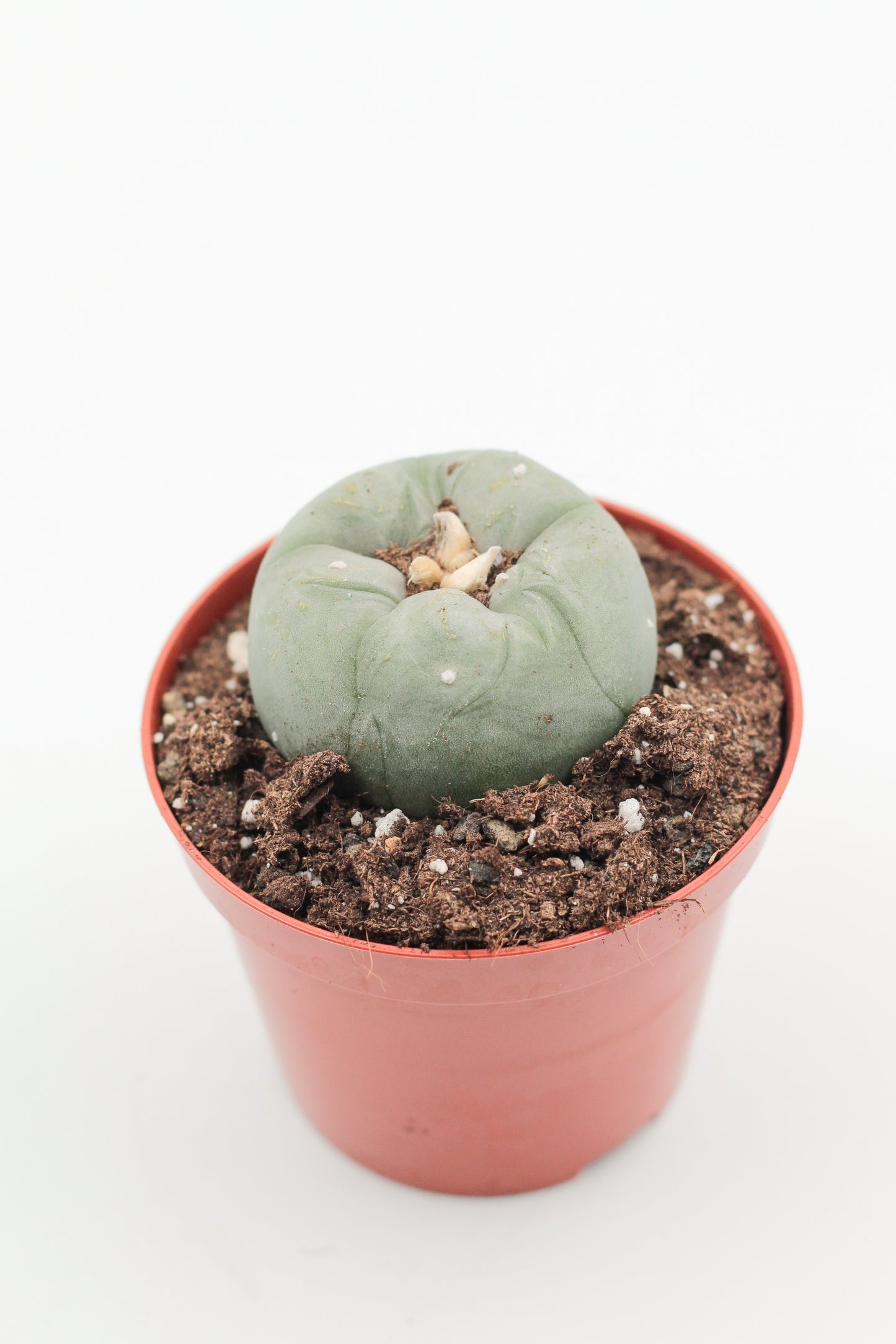 Lophophora diffusa var. kohresii