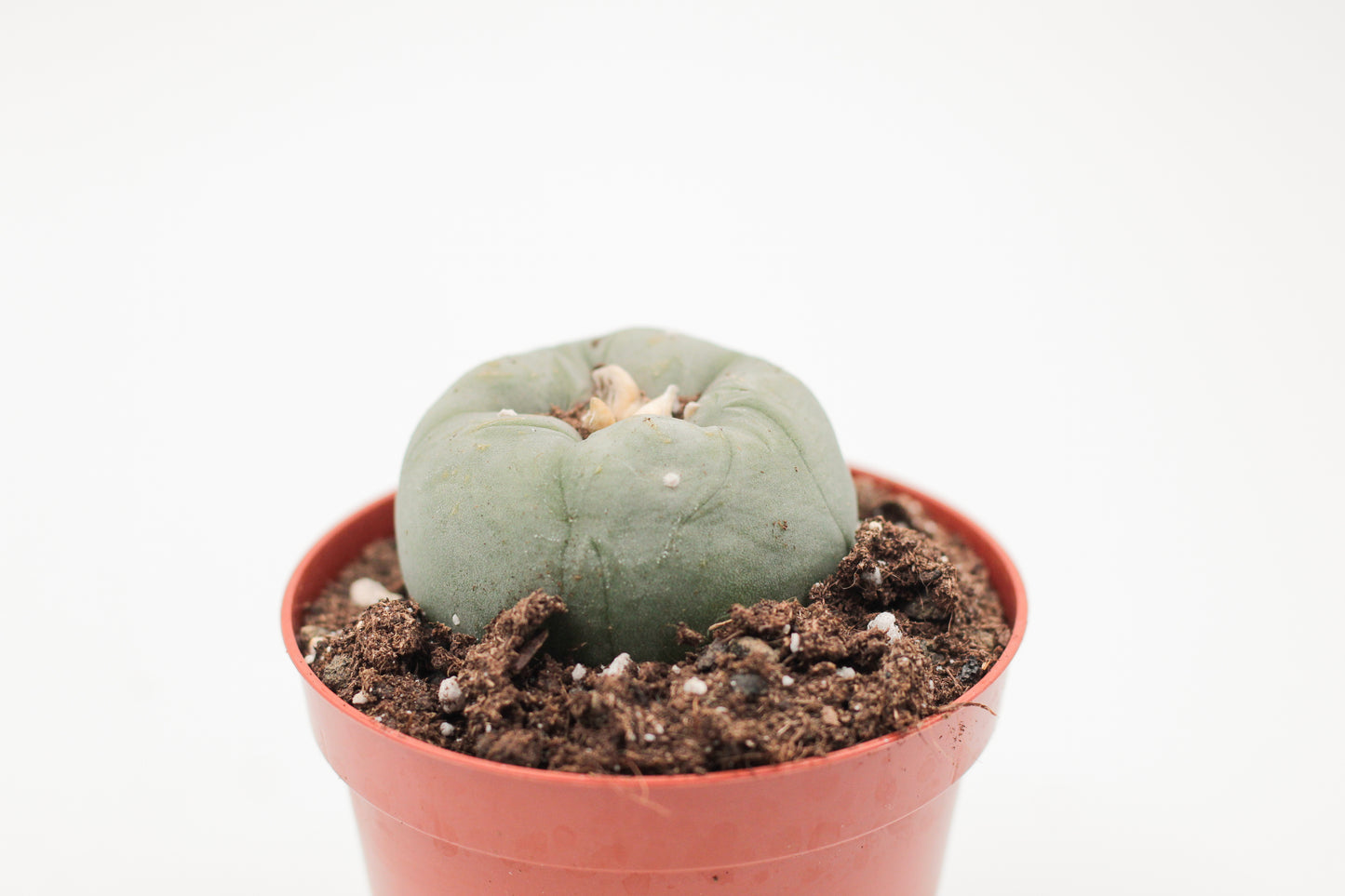 Lophophora diffusa var. kohresii