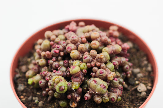 Mammillaria Bocasana Fred